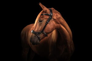 paardenportret met zwarte achtergrond 24