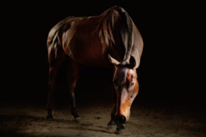 paardenportret met zwarte achtergrond 26