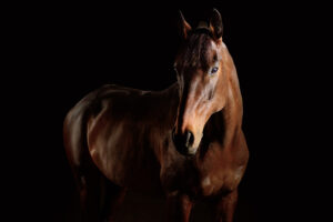 paardenportret met zwarte achtergrond 28
