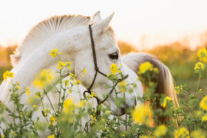 paardenportret met zwarte achtergrond 59