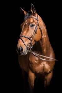 paardenportret zwarte achtergrond 21