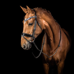paardenportret zwarte achtergrond 22
